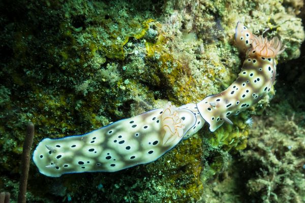 Tryon's Hypselodoris