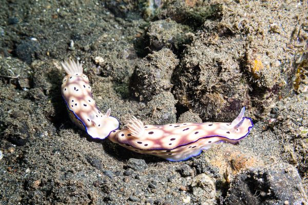 Tryon's Hypselodoris