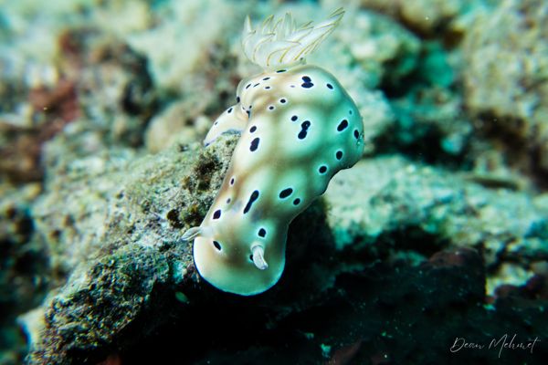 Tryon's Hypselodoris - Photo 5