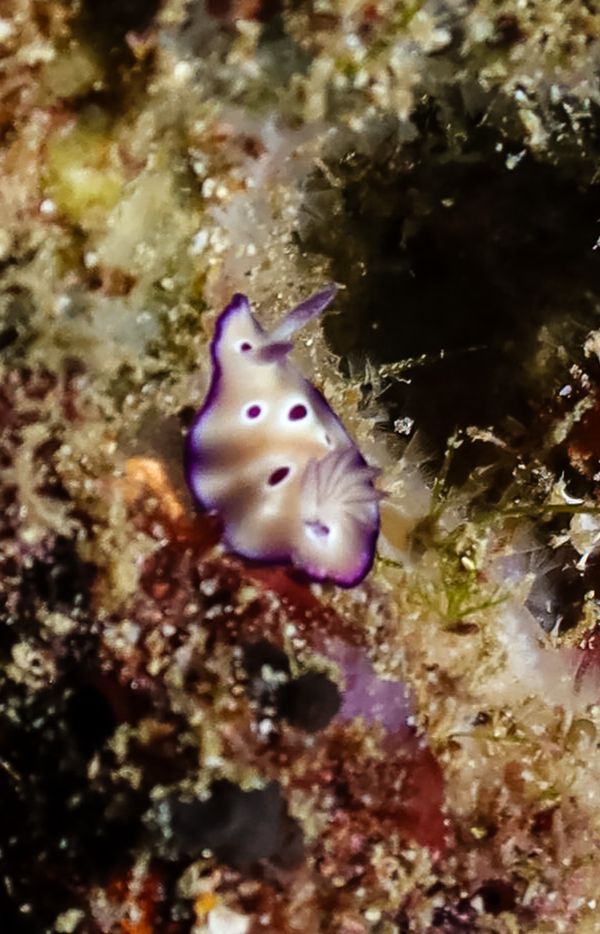 Tryon's Hypselodoris - Anilao - 12 June 2025 - Dive 1