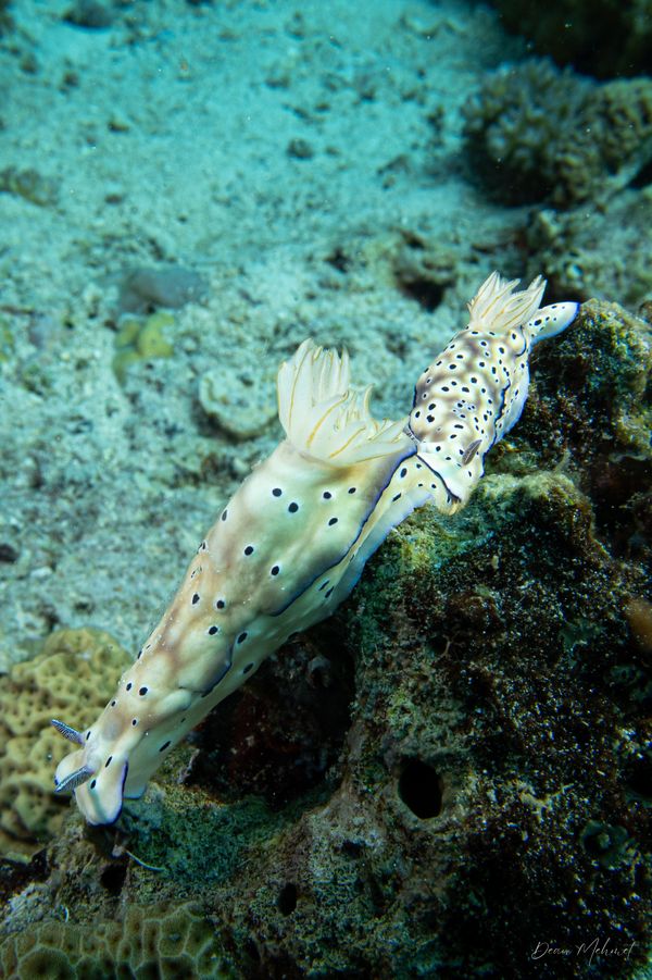Tryon's Hypselodoris