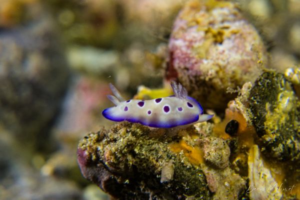 Tryon's Hypselodoris
