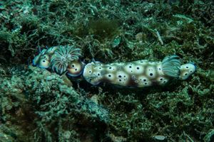 Tryon's Hypselodoris