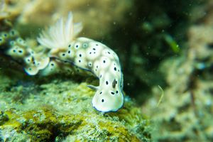 Tryon's Hypselodoris