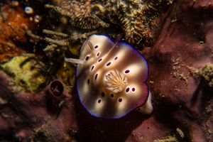 Tryon's Hypselodoris