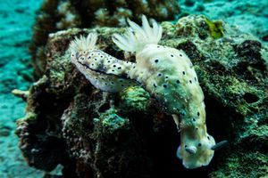 Tryon's Hypselodoris
