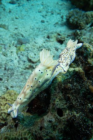 Tryon's Hypselodoris