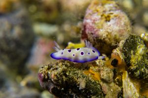Tryon's Hypselodoris