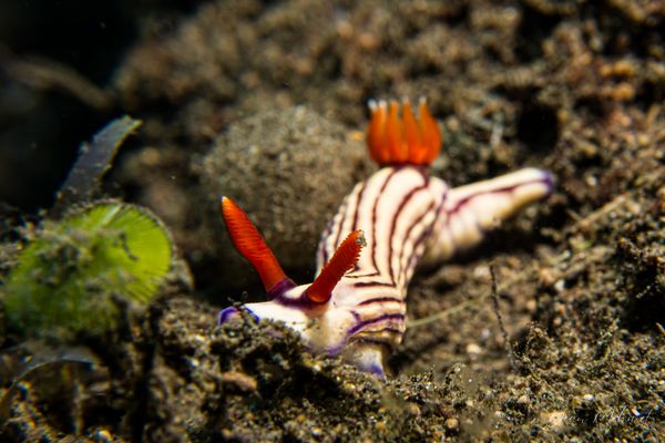 White's Hypselodoris