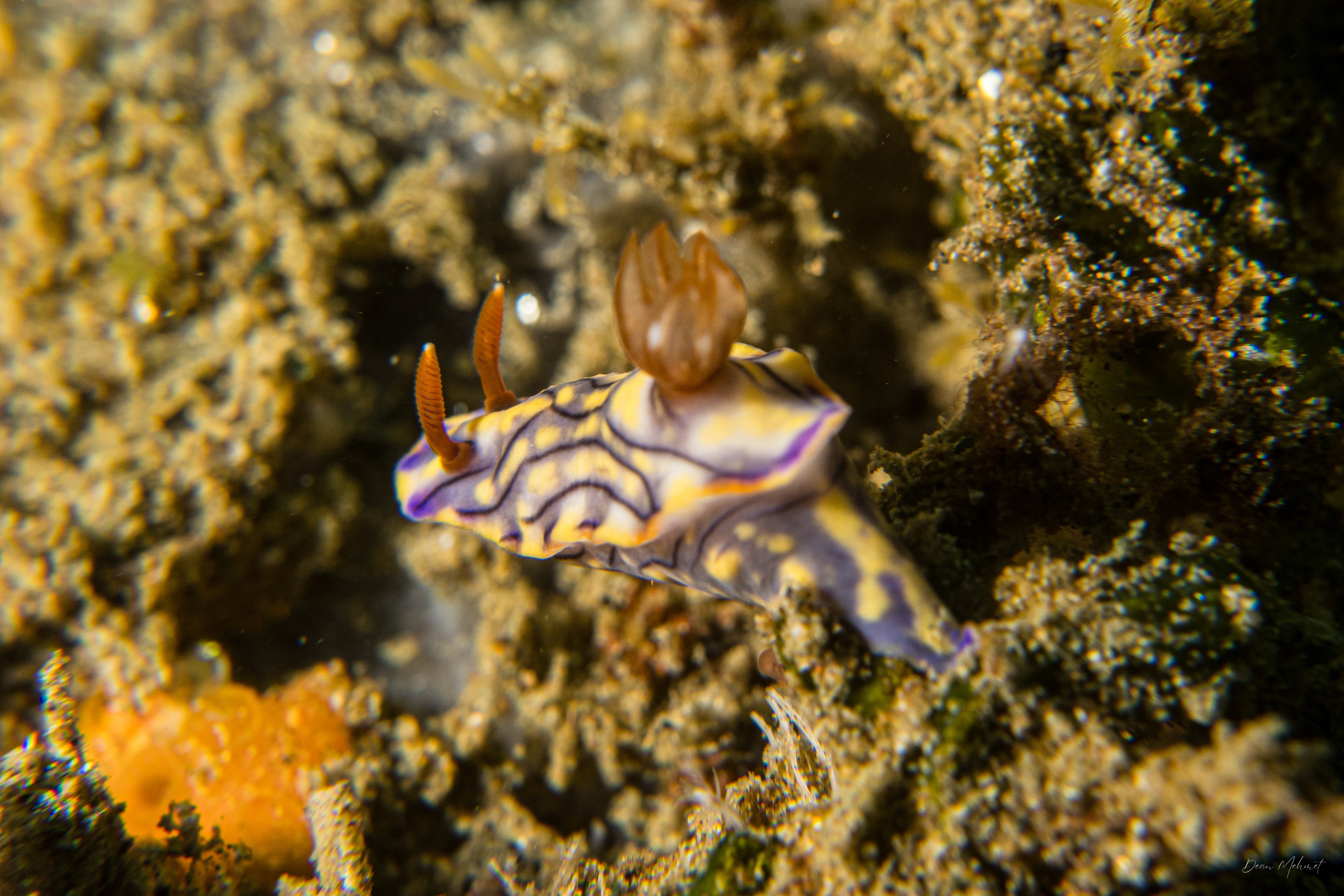 Zephyr Hypselodoris