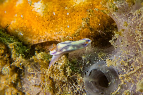 Zephyr Hypselodoris