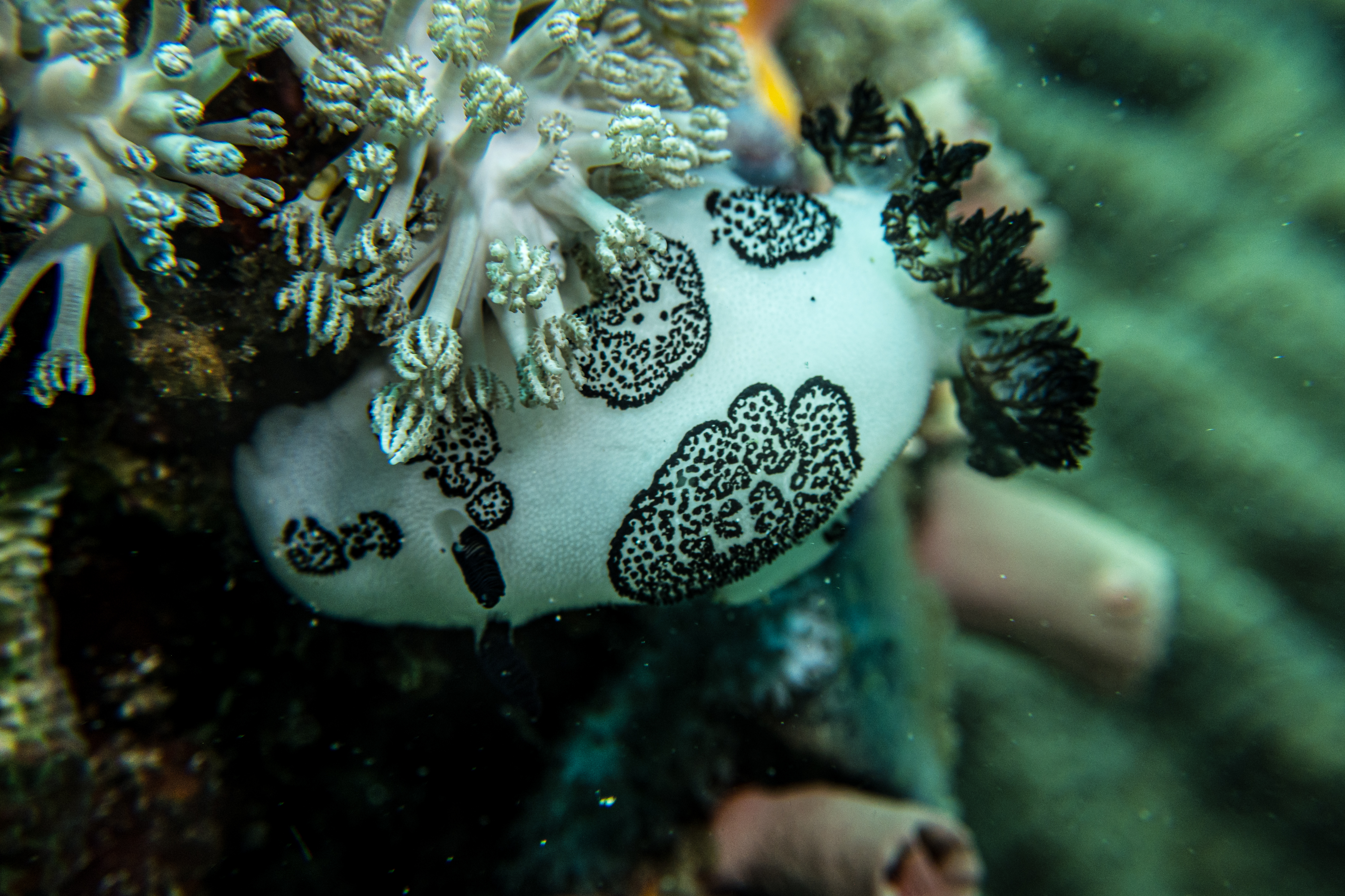 Mourning Dorid