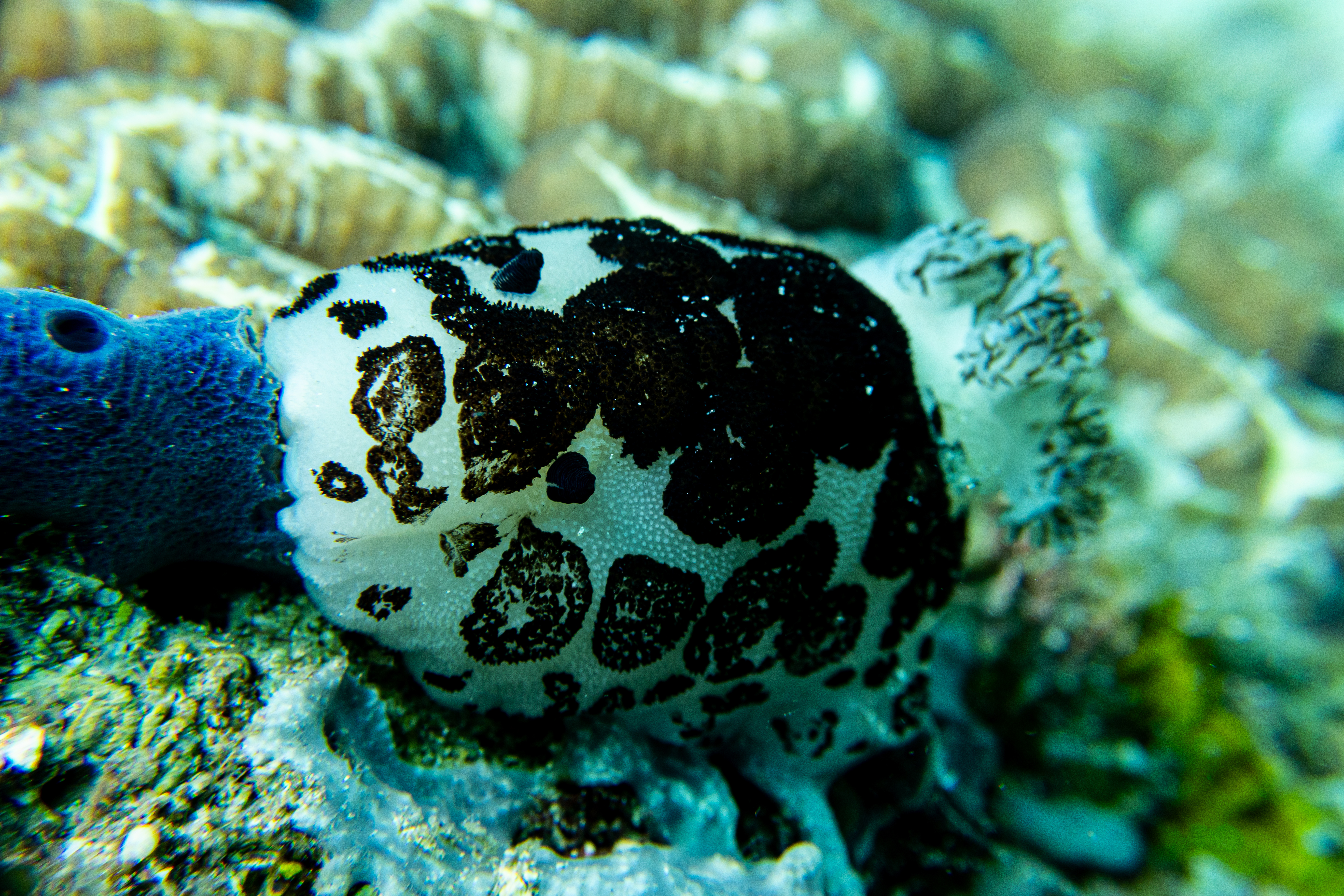 Mourning Dorid