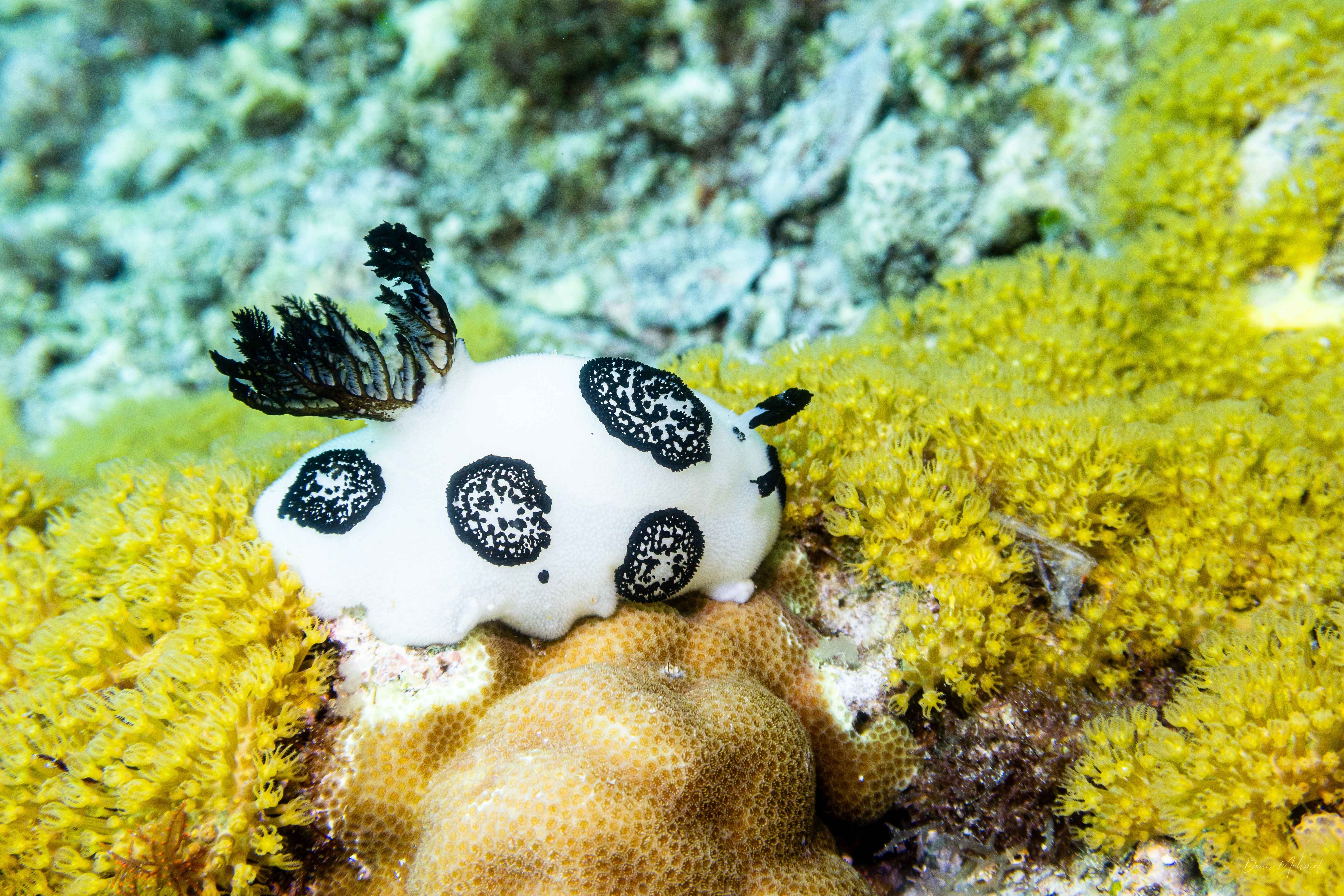 Mourning Dorid