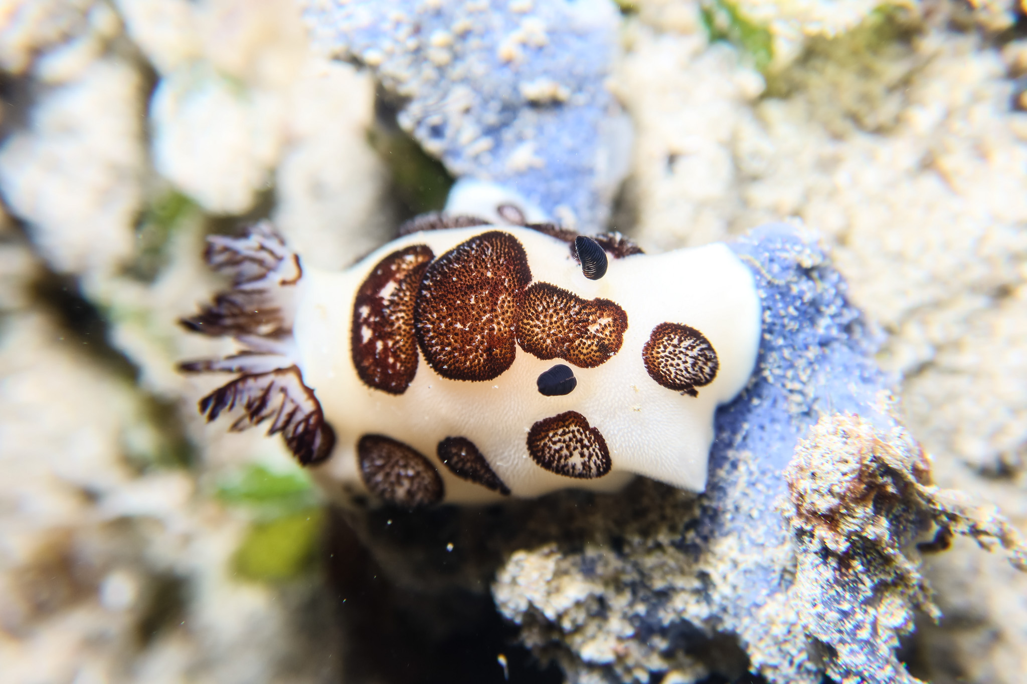 Mourning Dorid