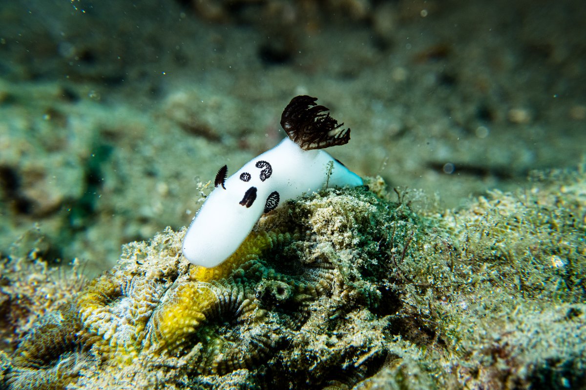 Mourning Dorid hero image