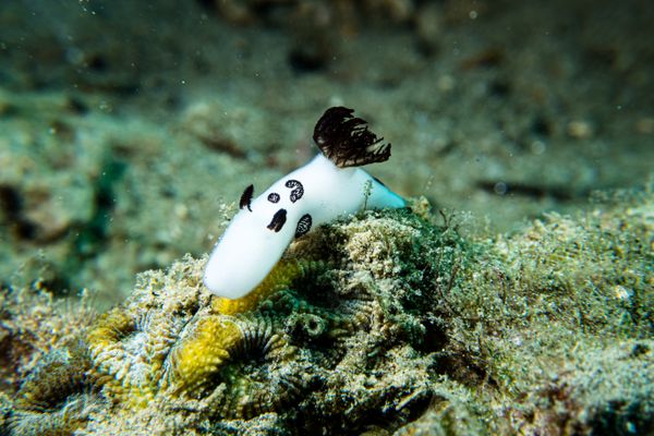 Mourning Dorid - Photo 1