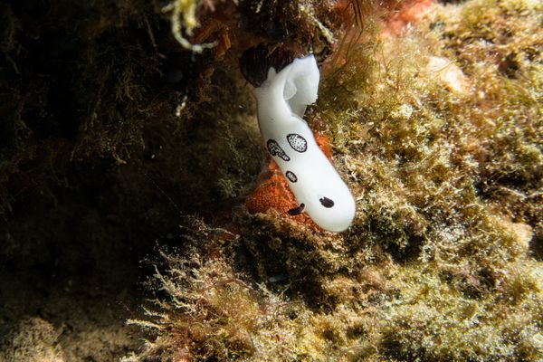 Mourning Dorid - Photo 2
