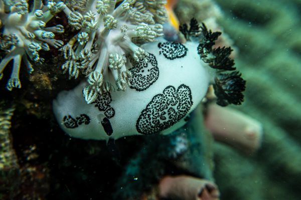 Mourning Dorid