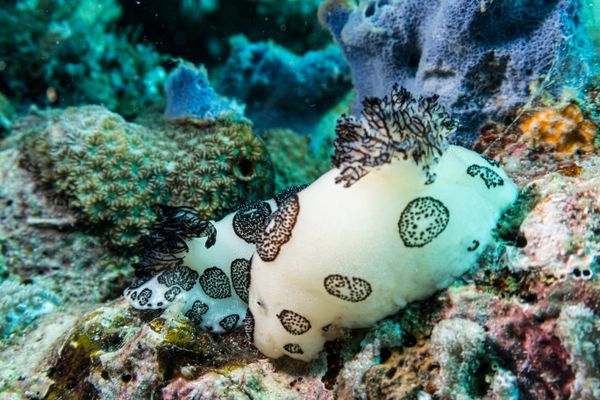 Mourning Dorid