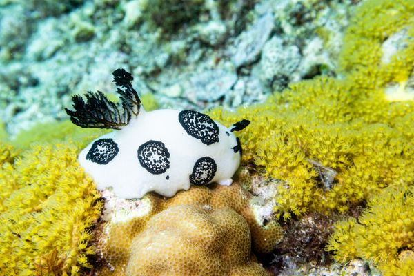 Mourning Dorid