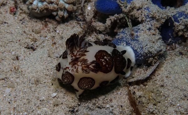 Mourning Dorid - Puerto Galera - 9 June 2025 - Dive 0