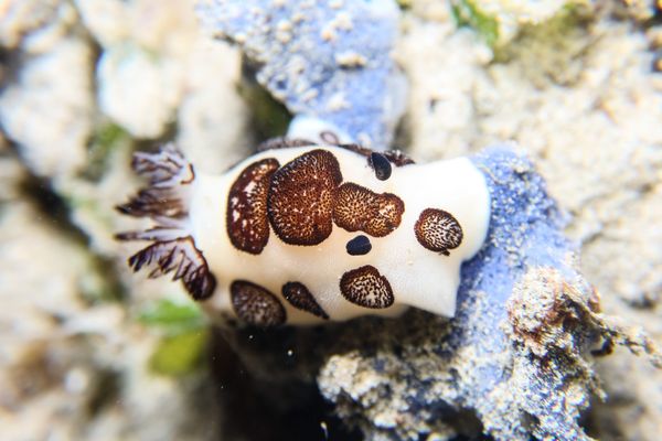 Mourning Dorid - Puerto Galera - 10 June 2025 - Dive 3
