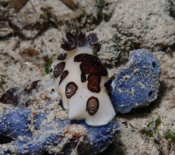 Mourning Dorid - Puerto Galera - 10 June 2025 - Dive 3