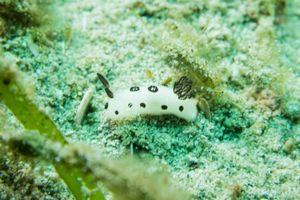 Mourning Dorid