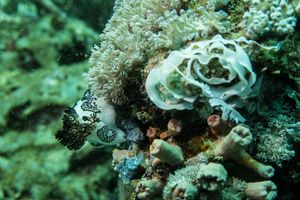 Mourning Dorid