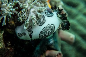 Mourning Dorid