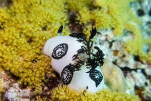 Mourning Dorid
