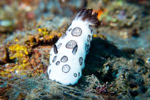 Mourning Dorid