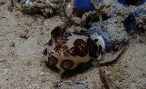 Mourning Dorid