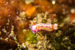 Mexichromis aurora