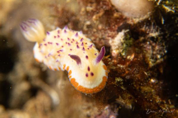 Mexichromis katalexis