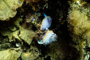 Mexichromis macropus