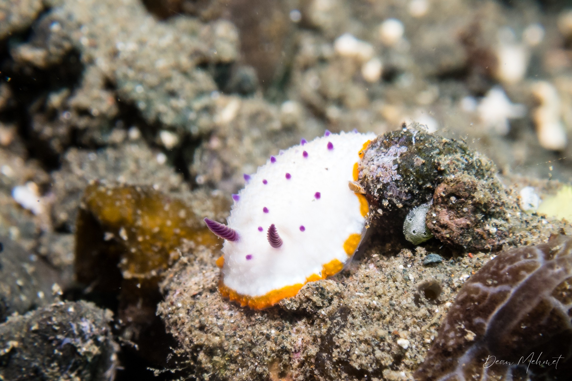 Marie's Mexichromis