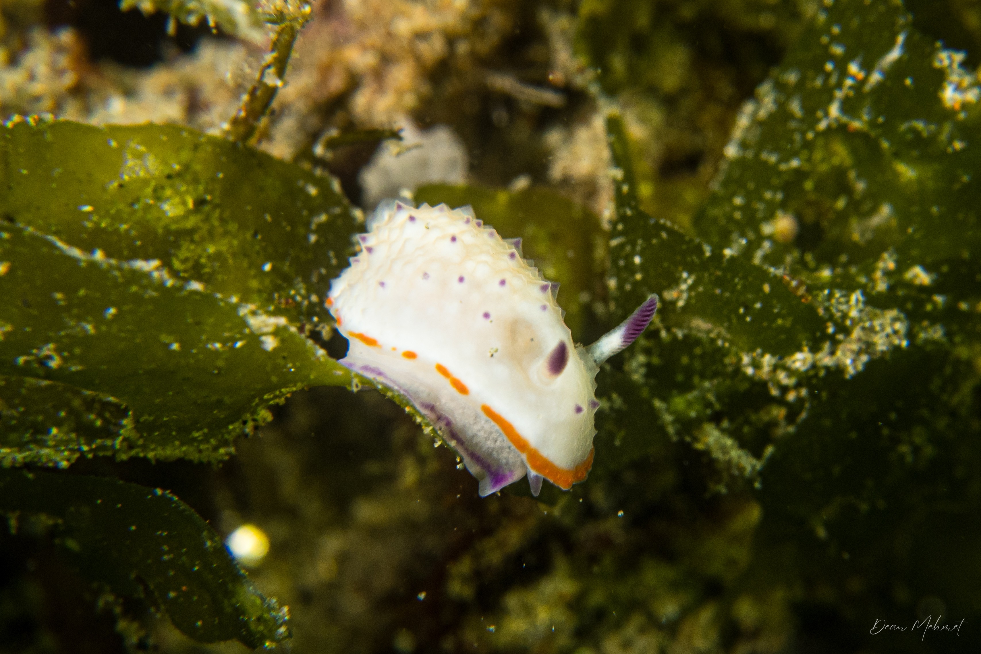 Marie's Mexichromis