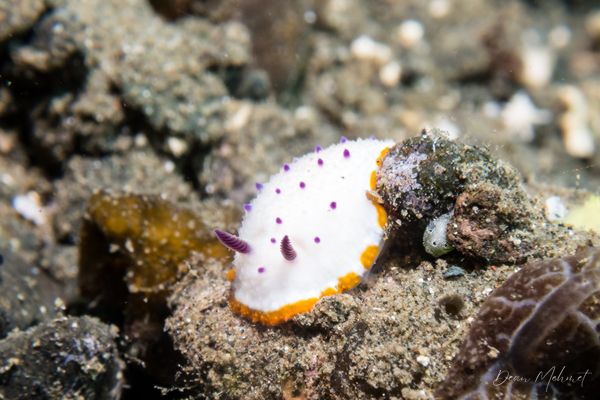 Marie's Mexichromis
