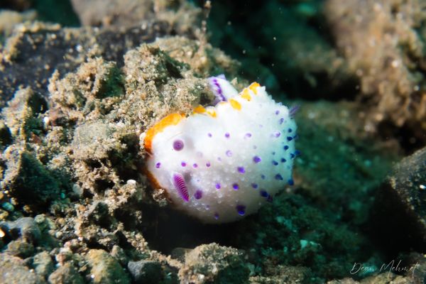 Marie's Mexichromis