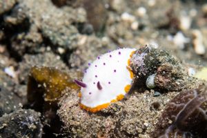 Marie's Mexichromis