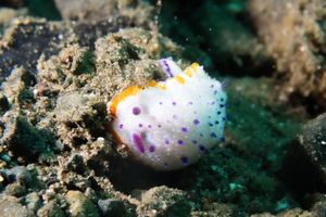 Marie's Mexichromis