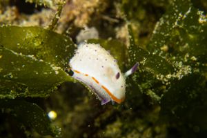 Marie's Mexichromis