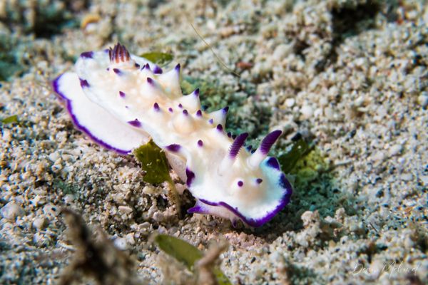 Bumpy Mexichromis