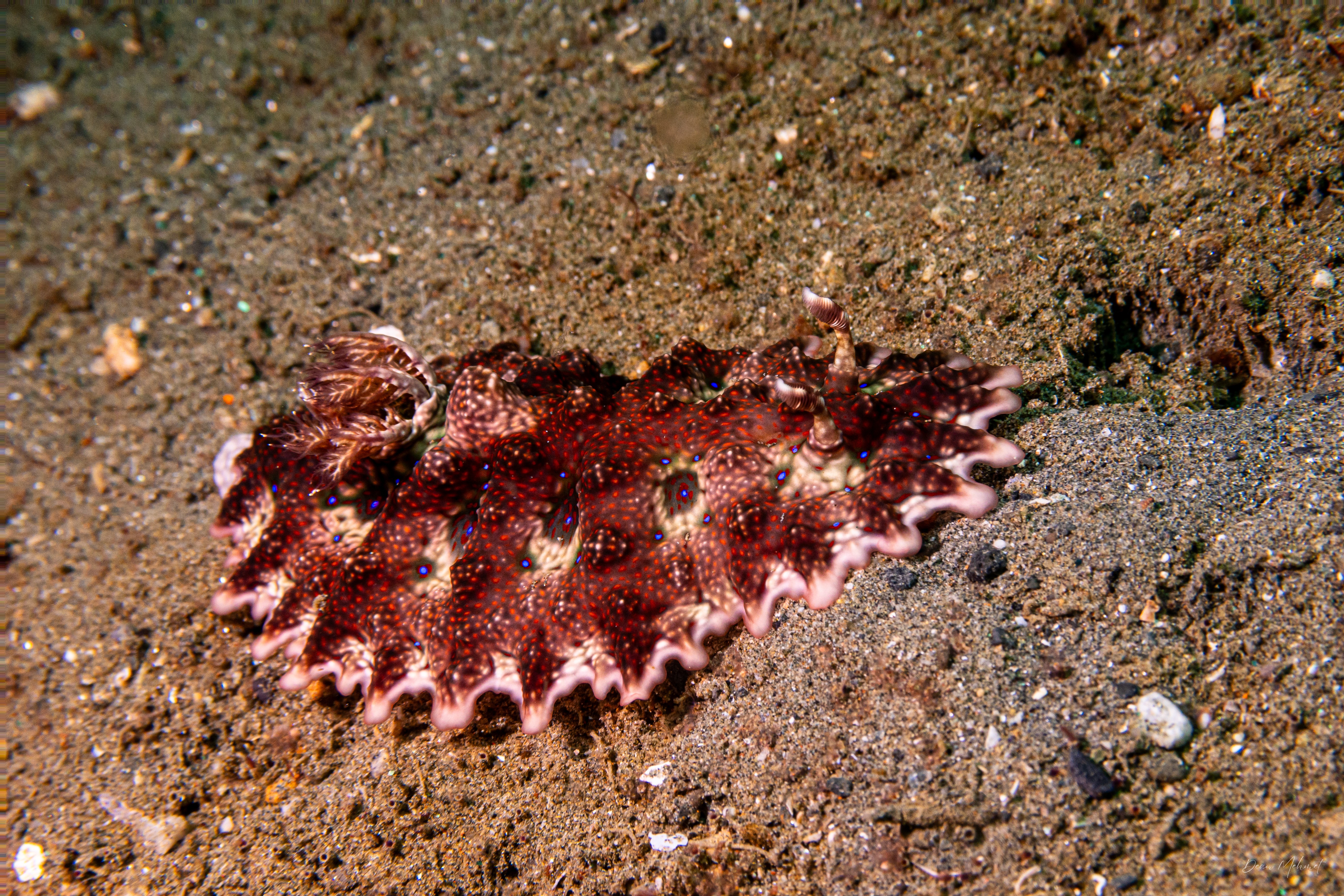 Miamira miamirana