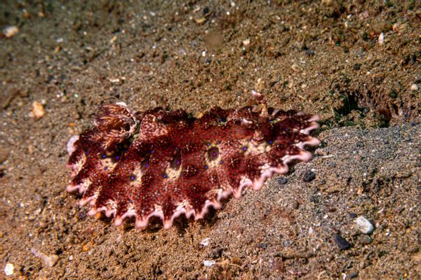 Miamira miamirana
