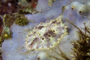 Miamira representative species