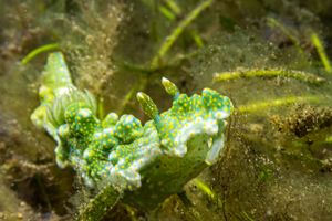 Miamira representative species