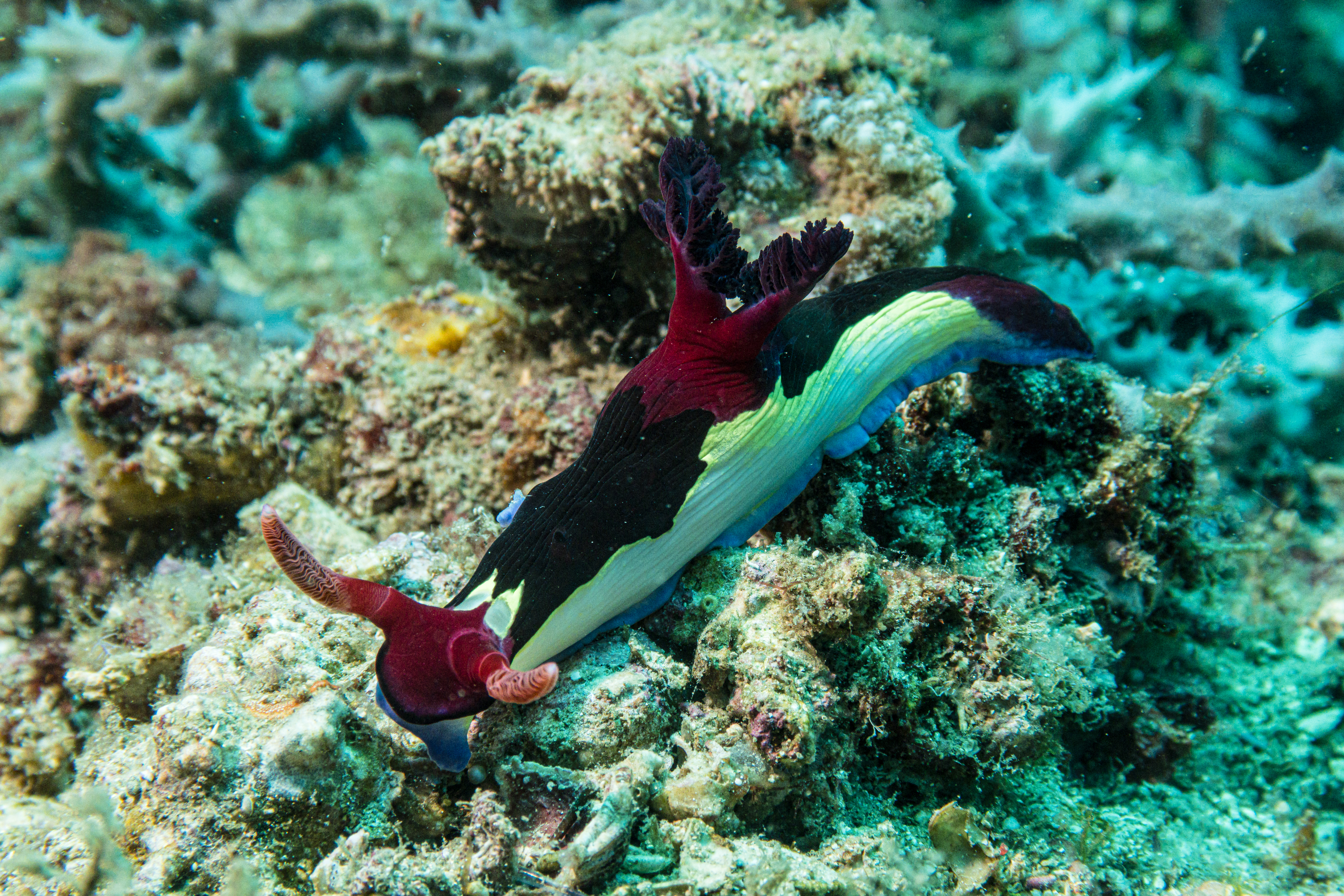 Chamberlain's Nembrotha